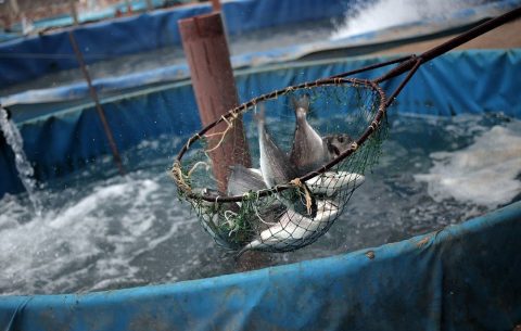 آب خوش از گلوی تولیدکنندگان ماهی خرمشهر پایین نمی‌رود