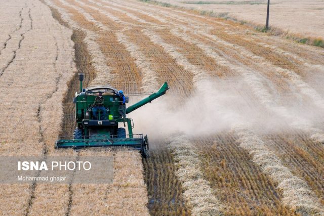 پرداخت ۹۸ درصد از مطالبات کشاورزان گندم‌کار خوزستانی