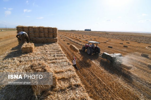 خرید ۷۲۰ هزار تن گندم از کشاورزان خوزستان