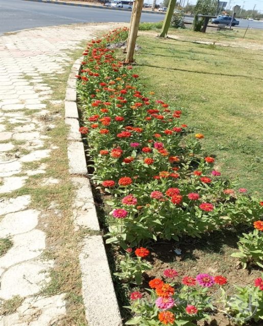  
  کاشت گلهای فصلی در آیلندهای سطح منطقه ۲ شهرداری اهواز؛