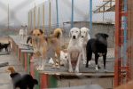 درخواست تسریع در جمع‌آوری سگهای ولگرد شهر اهواز