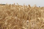 کشت ۵۵۰۰ هکتار گندم در مزارع آیشی واحدهای نیشکر