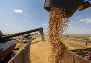 خریداری بیش از ۵۵ هزار تن گندم در شهرستان کرخه