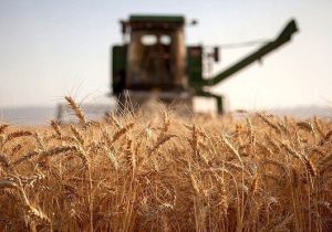 افزایش میزان پرداخت مطالبات کشاورزان گندم کار در خوزستان