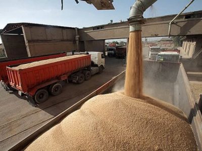 پیش‌بینی کاهش واردات گندم با افزایش تولید