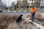 جمع آوری سگ های بلاصاحب از کلانشهر اهواز