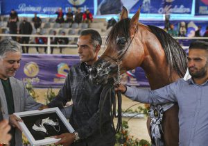 مقام دوم جشنواره زیباترین اسب‌ اصیل عرب به سوارکاران هفت‌تپه‌ای رسید