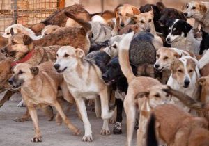 حدود هفت هزار سگ بدون صاحب در دزفول جمع آوری شد
