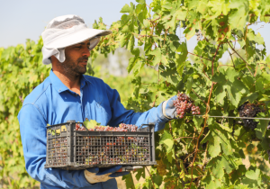 پیش‌بینی برداشت ۵۰ تُن انگور از تاکستان هفت‌تپه/توسعه تاکستان با کاشت نهال‌های سازگار با شرایط اقلیمی خوزستان